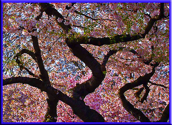 Cherry blossom photography
