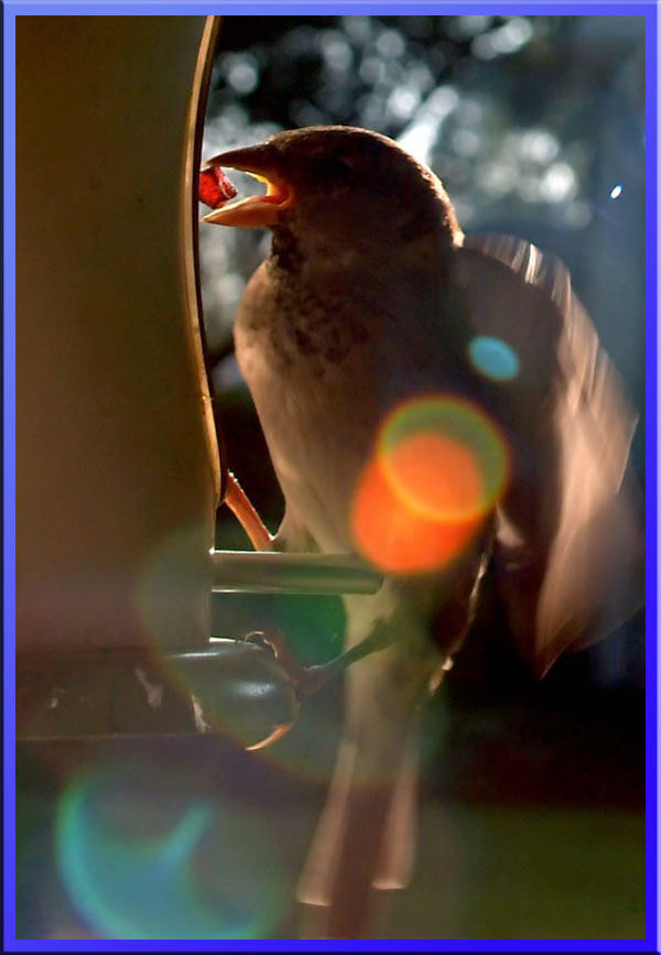 Bird Photography