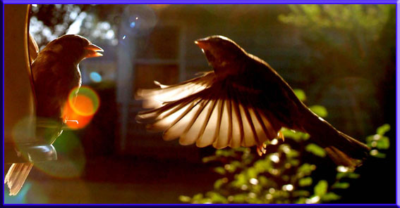 Birds in flight Photography